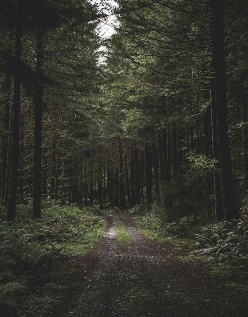 schlammiger Weg in einem dunklen Wald